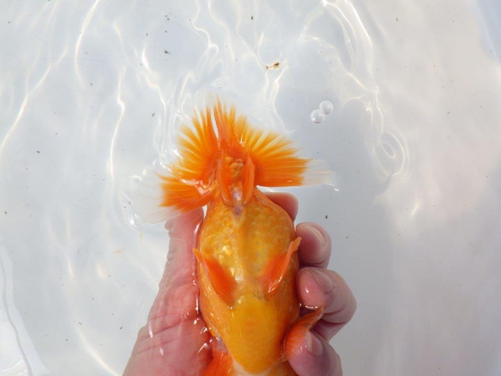 【 愛知超優良系統様】飼い込みお勧め！明け二歳らんちゅう 約16㎝ オス？