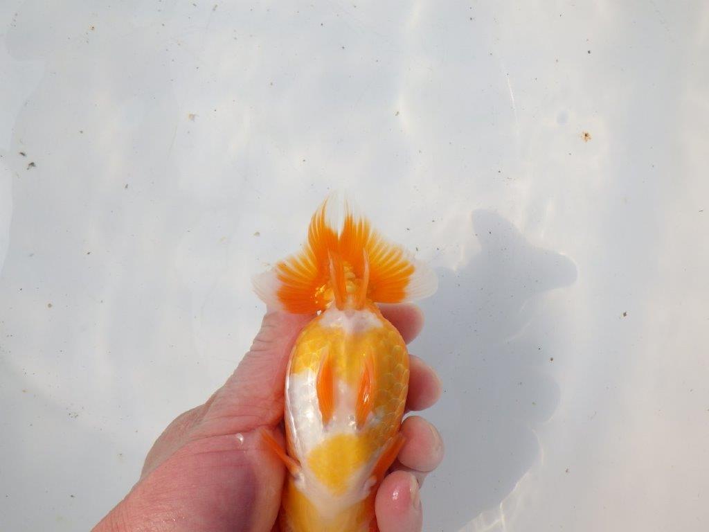 【 愛知超優良系統様】サイズアップで品評大会！明け二歳らんちゅう 約14㎝