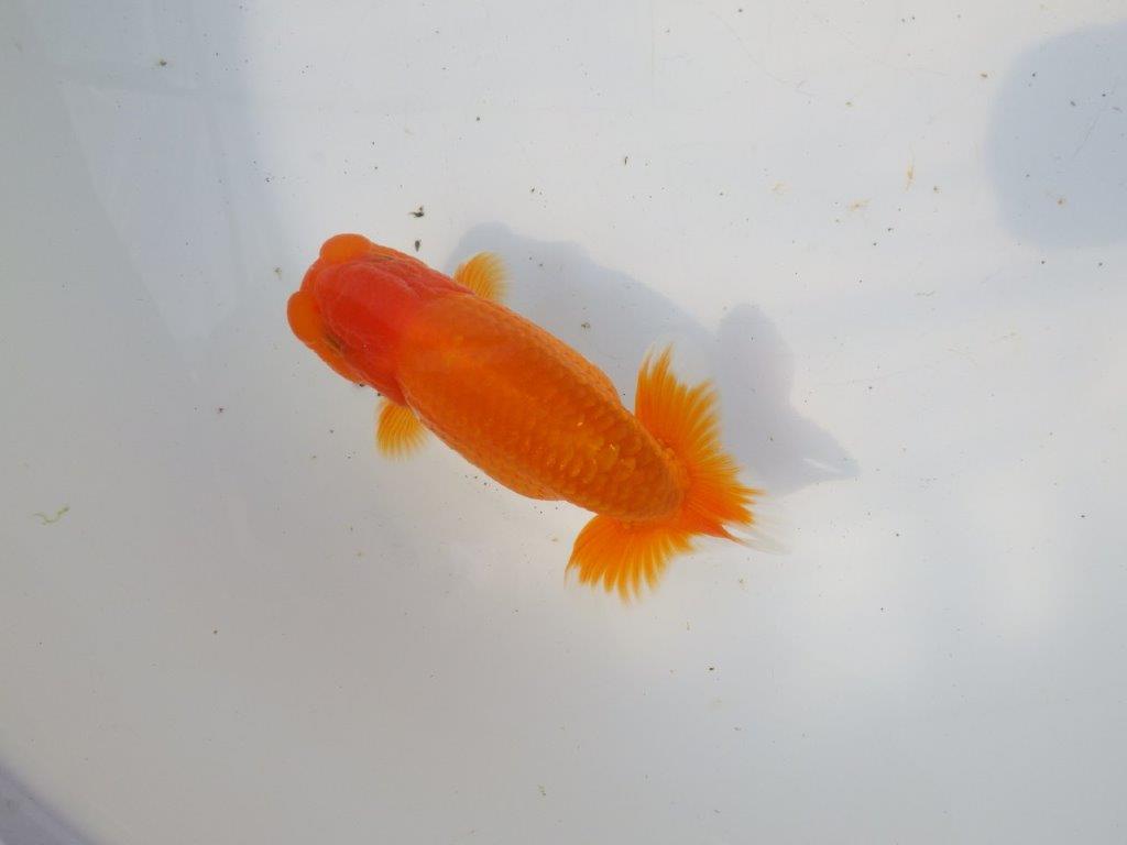 【 愛知超優良系統様】素晴らしい尾型・尾構え！明け二歳らんちゅう 約13㎝ オス？