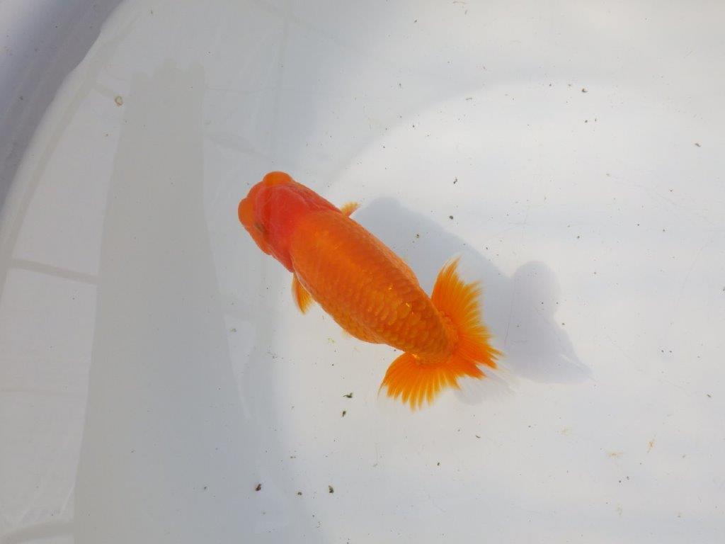 【 愛知超優良系統様】素晴らしい尾型・尾構え！明け二歳らんちゅう 約13㎝ オス？