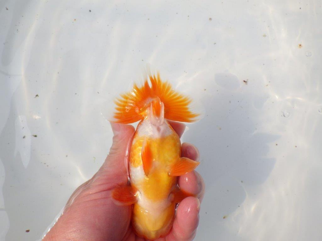 【 愛知超優良系統様】素晴らしい尾型・尾構え！明け二歳らんちゅう 約13㎝ オス？