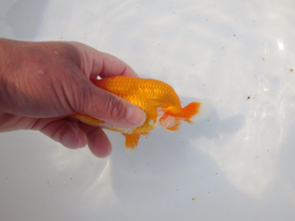 【 愛知超優良系統様】素晴らしい尾型・尾構え！明け二歳らんちゅう 約13㎝ オス？