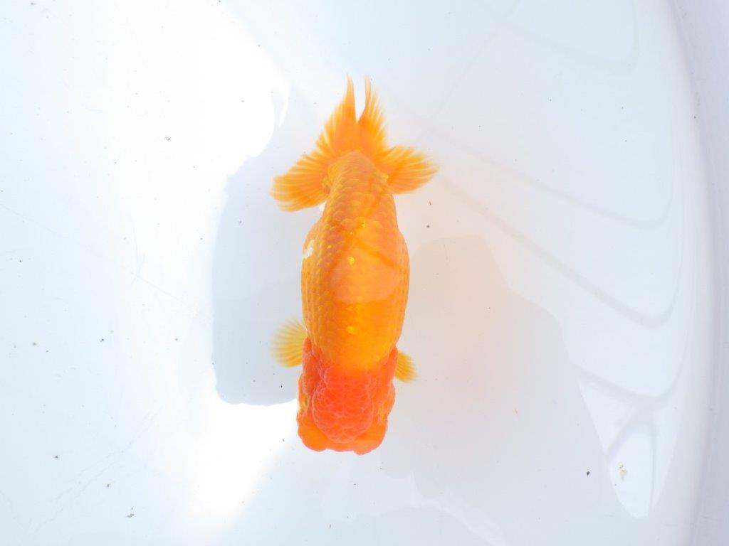 【 愛知超優良系統様】尾型・構え・背なり・良し！！！明け二歳らんちゅう 約13㎝ オス？