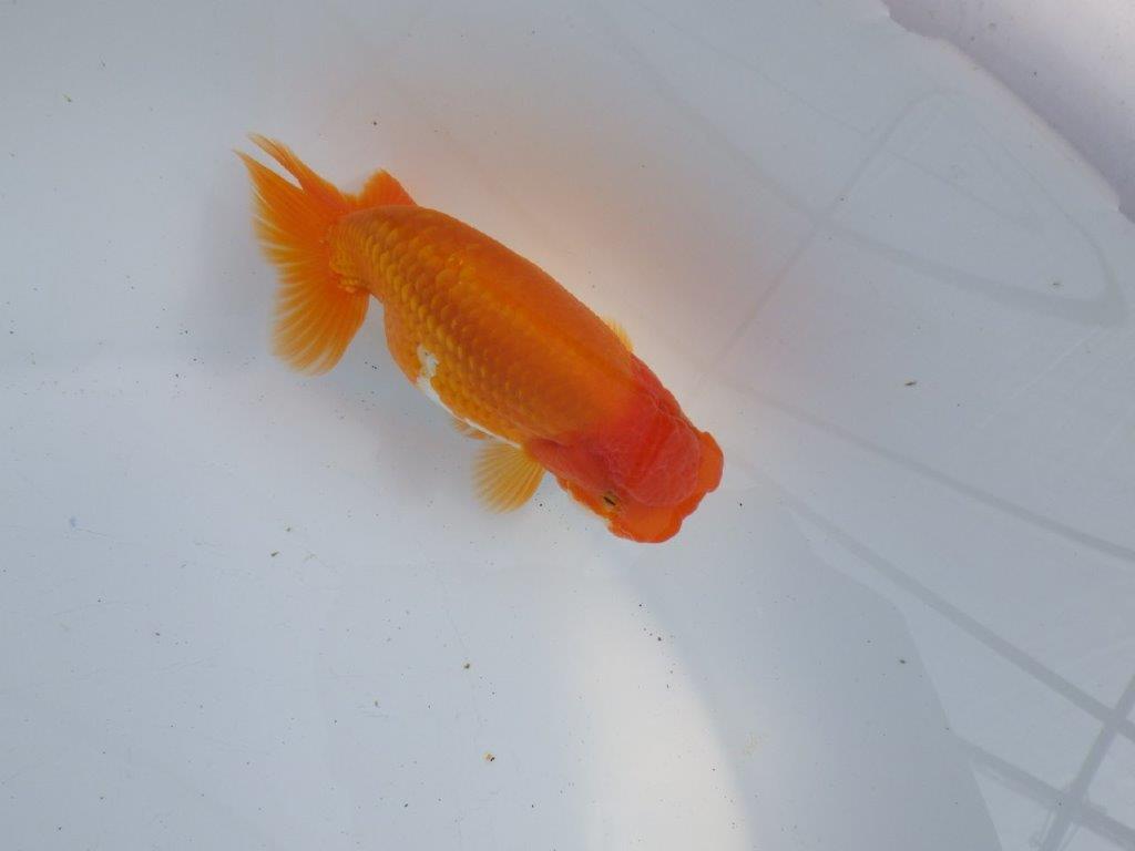 【 愛知超優良系統様】尾型・構え・背なり・良し！！！明け二歳らんちゅう 約13㎝ オス？の上身