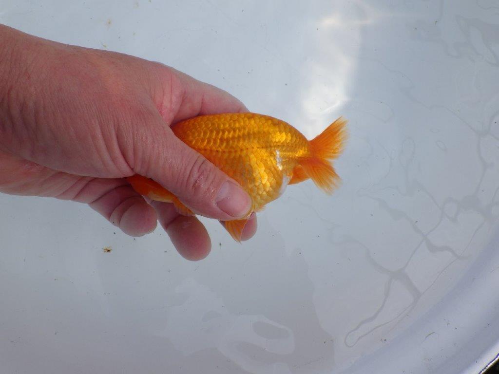 【 愛知超優良系統様】尾型・構え・背なり・良し！！！明け二歳らんちゅう 約13㎝ オス？