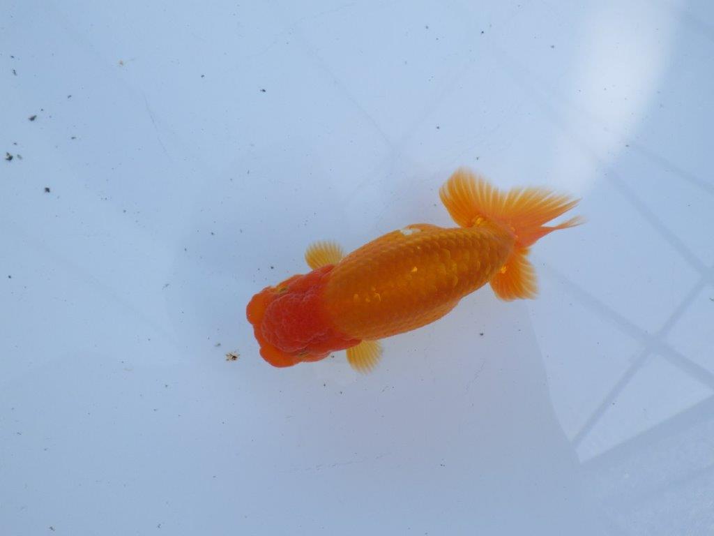 【 愛知超優良系統様】尾型・構え・背なり・良し！！！明け二歳らんちゅう 約13㎝ オス？