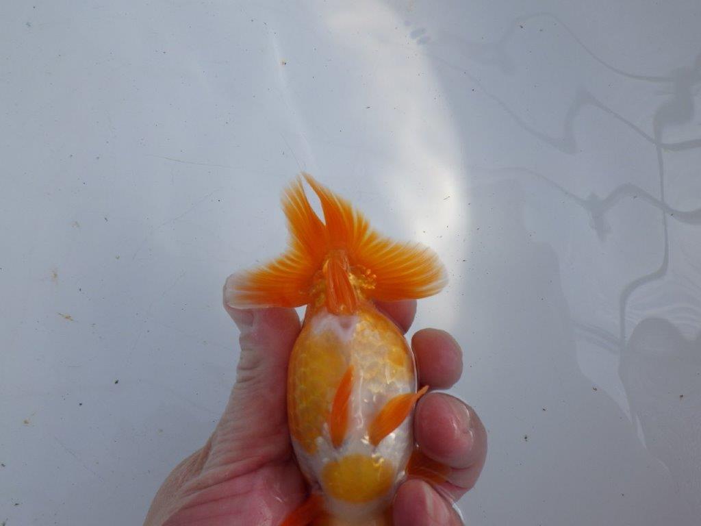 【 愛知超優良系統様】尾型・構え・背なり・良し！！！明け二歳らんちゅう 約13㎝ オス？