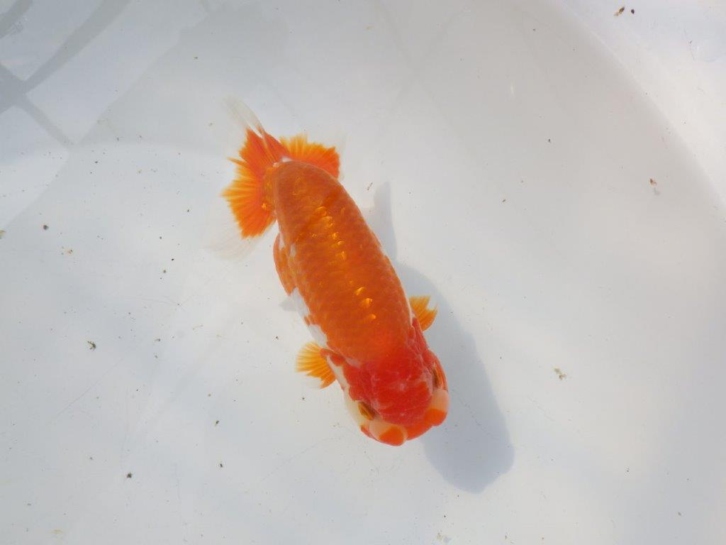 【 愛知超優良系統様】雰囲気抜群の更紗　明け二歳らんちゅう 約15㎝ オス？の上身