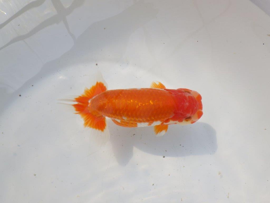 【 愛知超優良系統様】雰囲気抜群の更紗　明け二歳らんちゅう 約15㎝ オス？