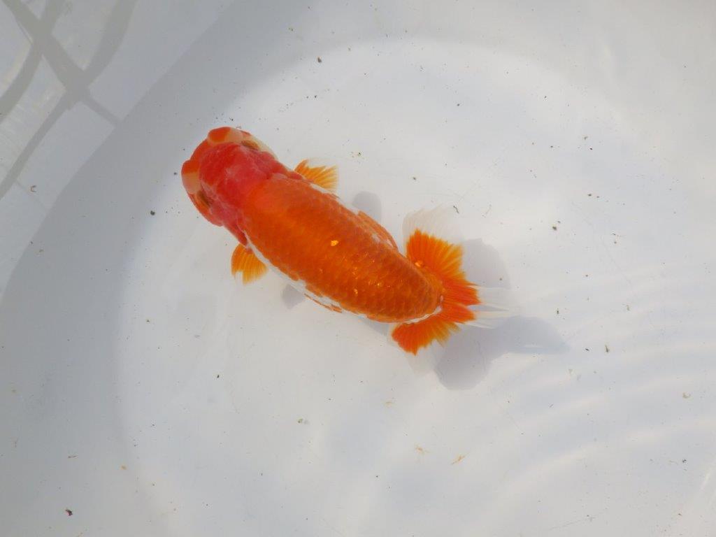 【 愛知超優良系統様】雰囲気抜群の更紗　明け二歳らんちゅう 約15㎝ オス？