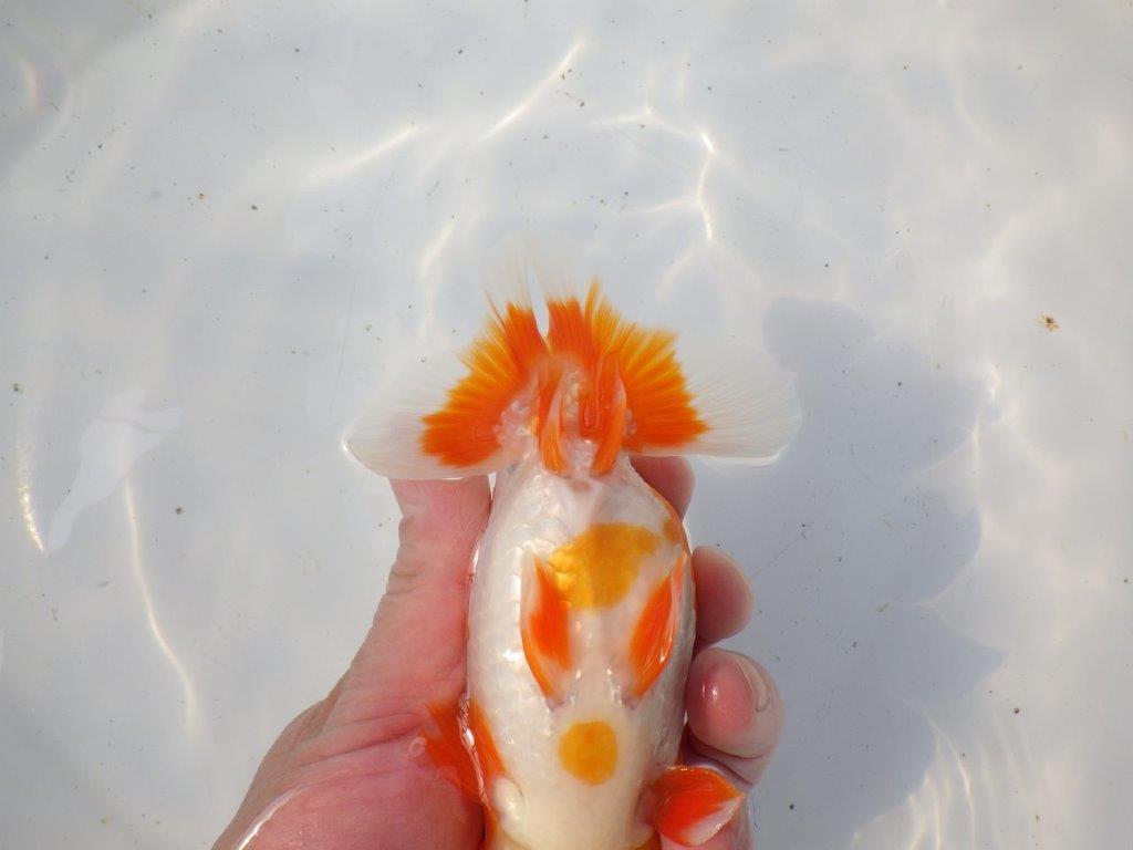 【 愛知超優良系統様】雰囲気抜群の更紗　明け二歳らんちゅう 約15㎝ オス？