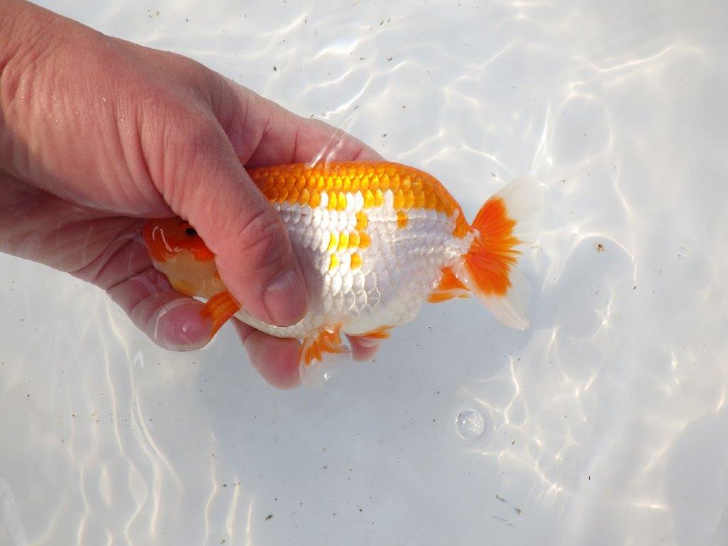 【 愛知超優良系統様】雰囲気抜群の更紗　明け二歳らんちゅう 約15㎝ オス？