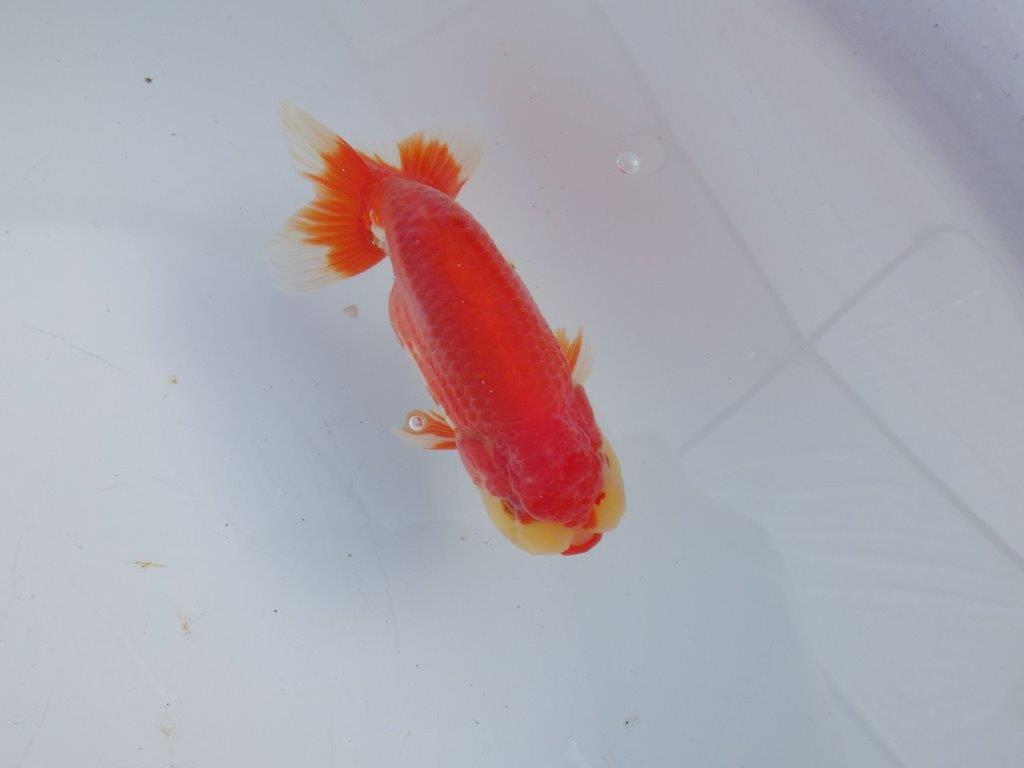 【 愛知磯村氏】色艶の良い綺麗な更紗 明け二歳らんちゅう 約13㎝ オス?