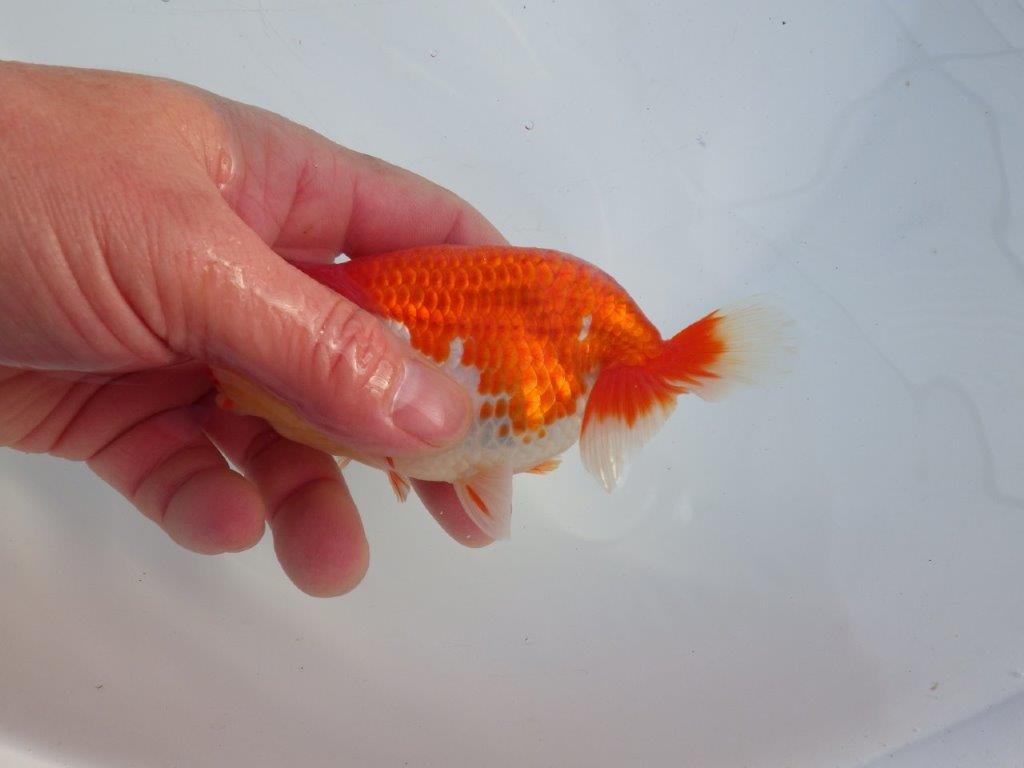 【 愛知磯村氏】色艶の良い綺麗な更紗 明け二歳らんちゅう 約13㎝ オス?