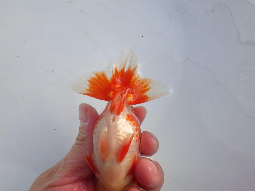 【 愛知磯村氏】色艶の良い綺麗な更紗 明け二歳らんちゅう 約13㎝ オス?