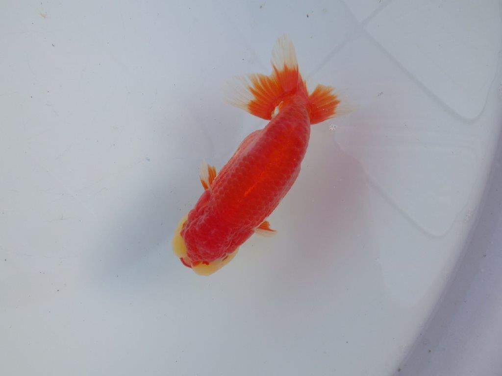 【 愛知磯村氏】色艶の良い綺麗な更紗 明け二歳らんちゅう 約13㎝ オス?