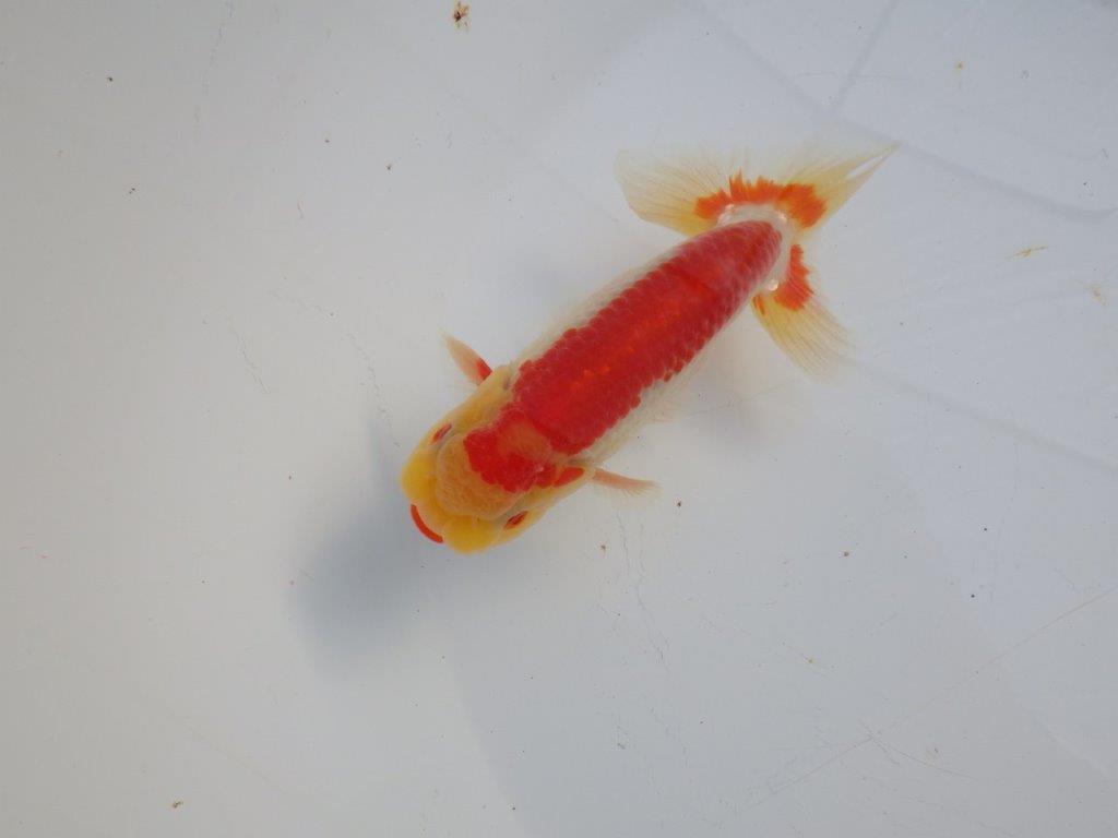 【 愛知磯村氏】メリハリのある映える綺麗な更紗　明け二歳らんちゅう 約13㎝ オス？