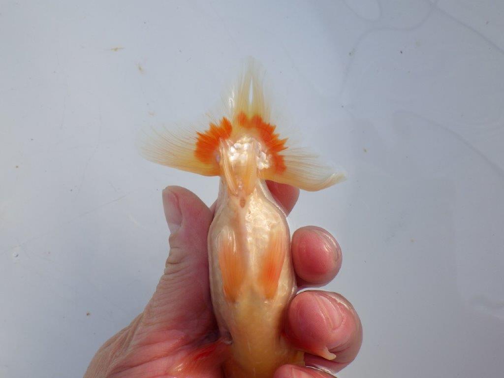 【 愛知磯村氏】メリハリのある映える綺麗な更紗　明け二歳らんちゅう 約13㎝ オス？