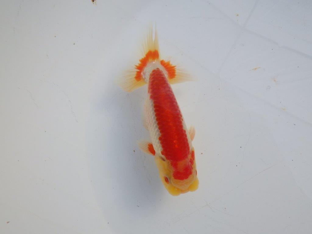 【 愛知磯村氏】メリハリのある映える綺麗な更紗　明け二歳らんちゅう 約13㎝ オス？