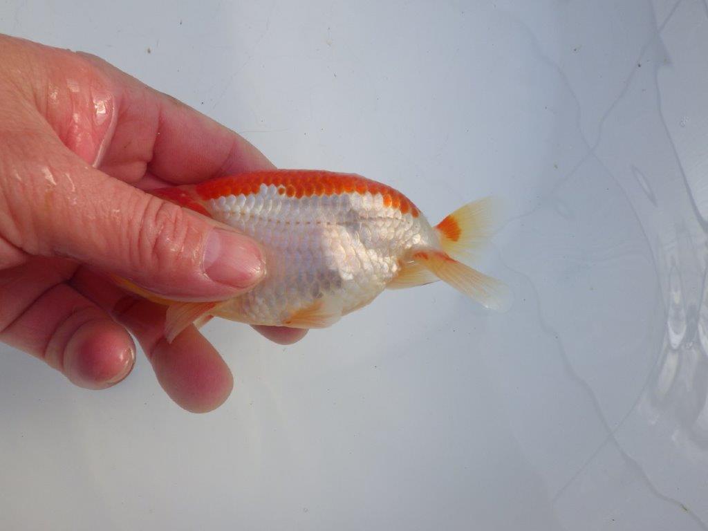 【 愛知磯村氏】メリハリのある映える綺麗な更紗　明け二歳らんちゅう 約13㎝ オス？