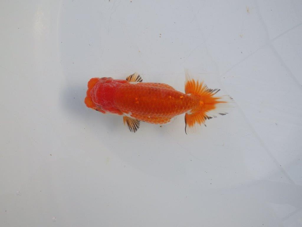 【 愛知磯村氏】少しお腹が柔らかく産卵チャレンジ!明け二歳らんちゅう 約13㎝ メス?