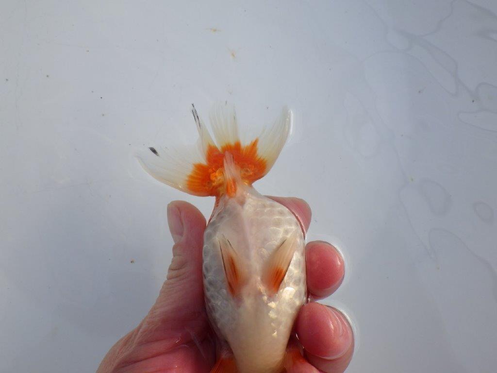 【 愛知磯村氏】こちらもお腹が柔らかく産卵チャレンジ！明け二歳らんちゅう 約13,5㎝ メス？