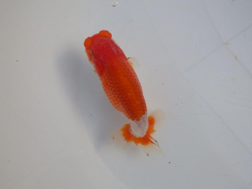 【 愛知磯村氏】水槽映え！背も綺麗！明け二歳らんちゅう 約14,5㎝