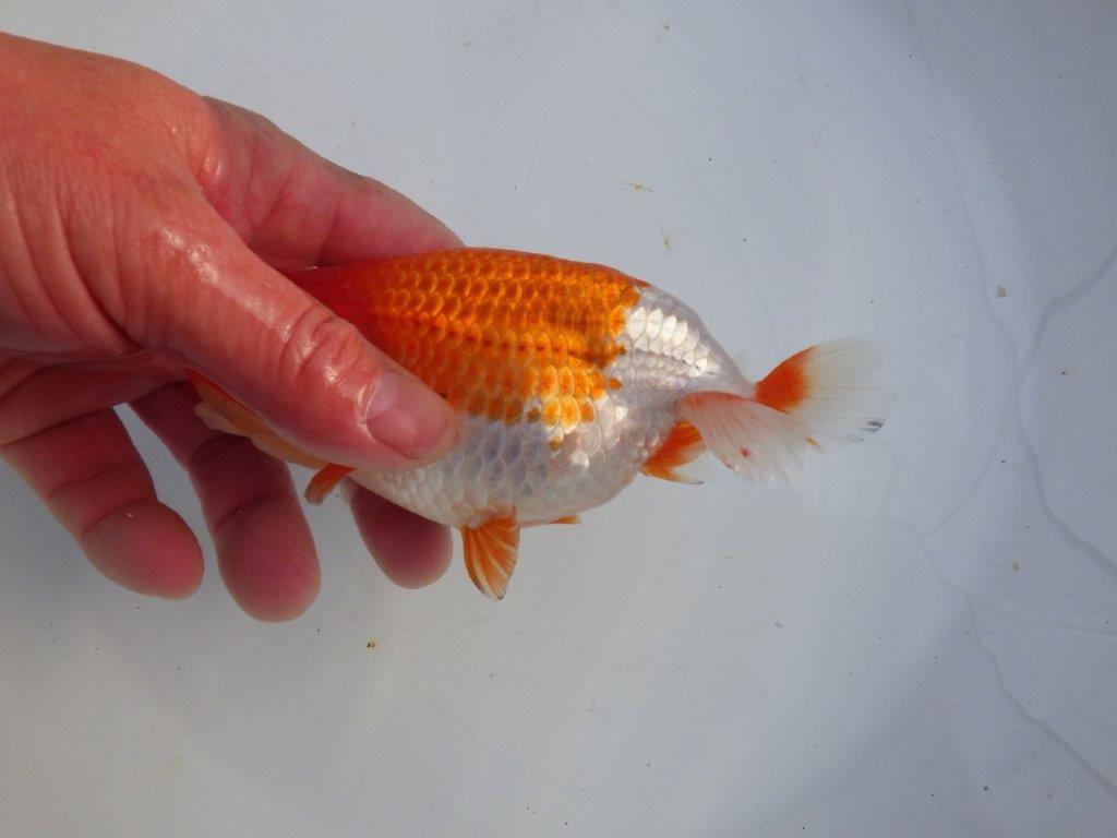 【 愛知磯村氏】水槽映え！背も綺麗！明け二歳らんちゅう 約14,5㎝