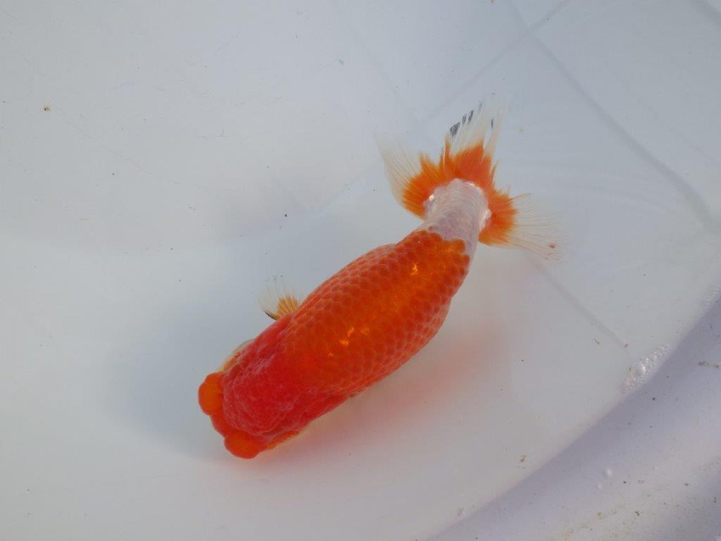 【 愛知磯村氏】水槽映え！背も綺麗！明け二歳らんちゅう 約14,5㎝