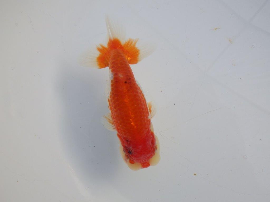 【 愛知磯村氏】背も綺麗で尾も良い明け二歳らんちゅう 約13,5㎝ オス