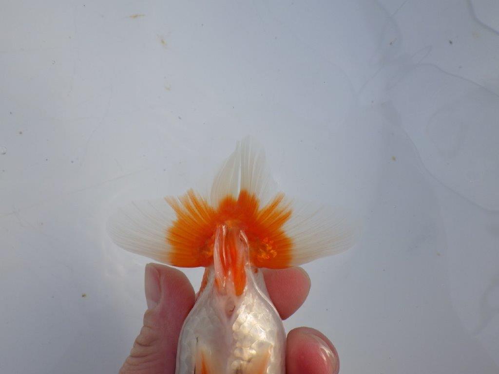 【 愛知磯村氏】背も綺麗で尾も良い明け二歳らんちゅう 約13,5㎝ オス