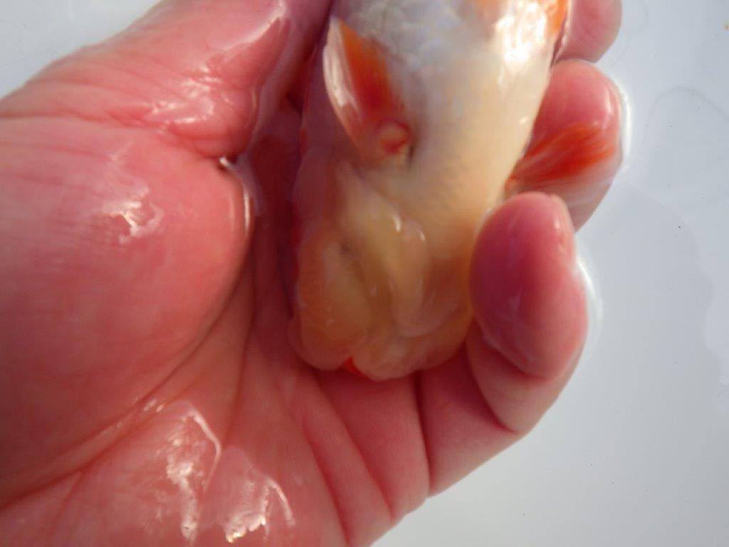 【 愛知磯村氏】背も綺麗で尾も良い明け二歳らんちゅう 約13,5㎝ オス