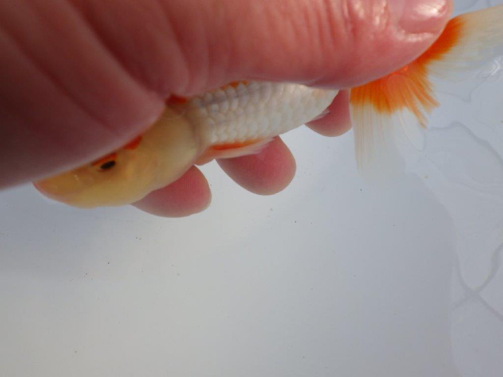 【 愛知磯村氏】背も綺麗で尾も良い明け二歳らんちゅう 約13,5㎝ オス