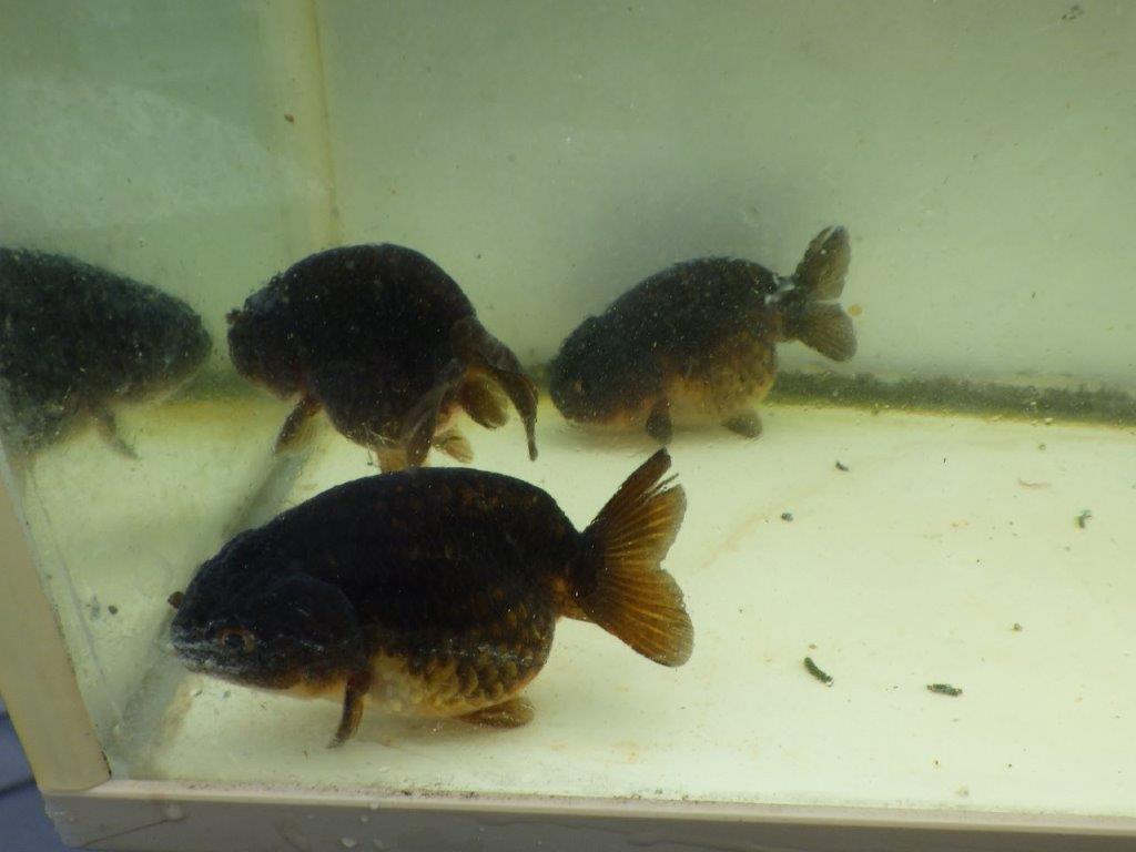 【 中国輸入金魚 担当者様厳選】こちらは黒らんちゅう×紅葉系の透明リン 約8㎝ 限定3尾