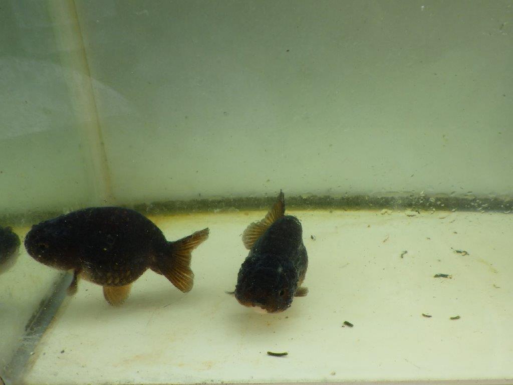 【 中国輸入金魚 担当者様厳選】こちらは黒らんちゅう×紅葉系の透明リン 約8㎝ 限定3尾