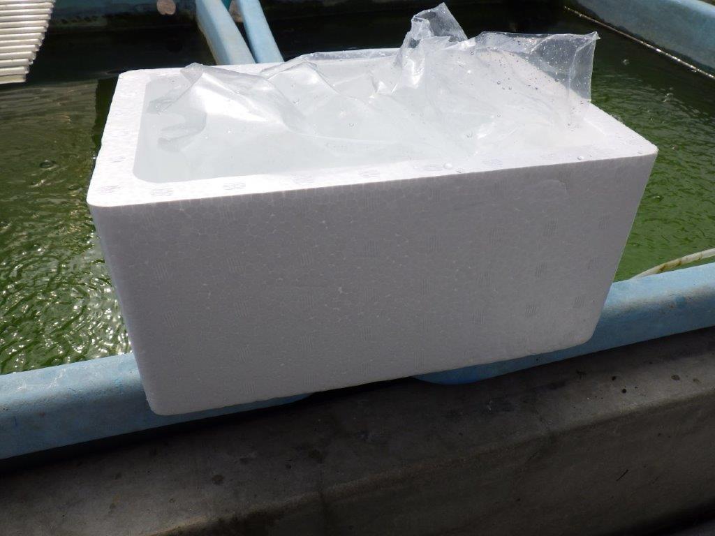 【 中国輸入金魚 担当者様厳選】こちらは黒らんちゅう×紅葉系の透明リン 約8㎝ 限定3尾