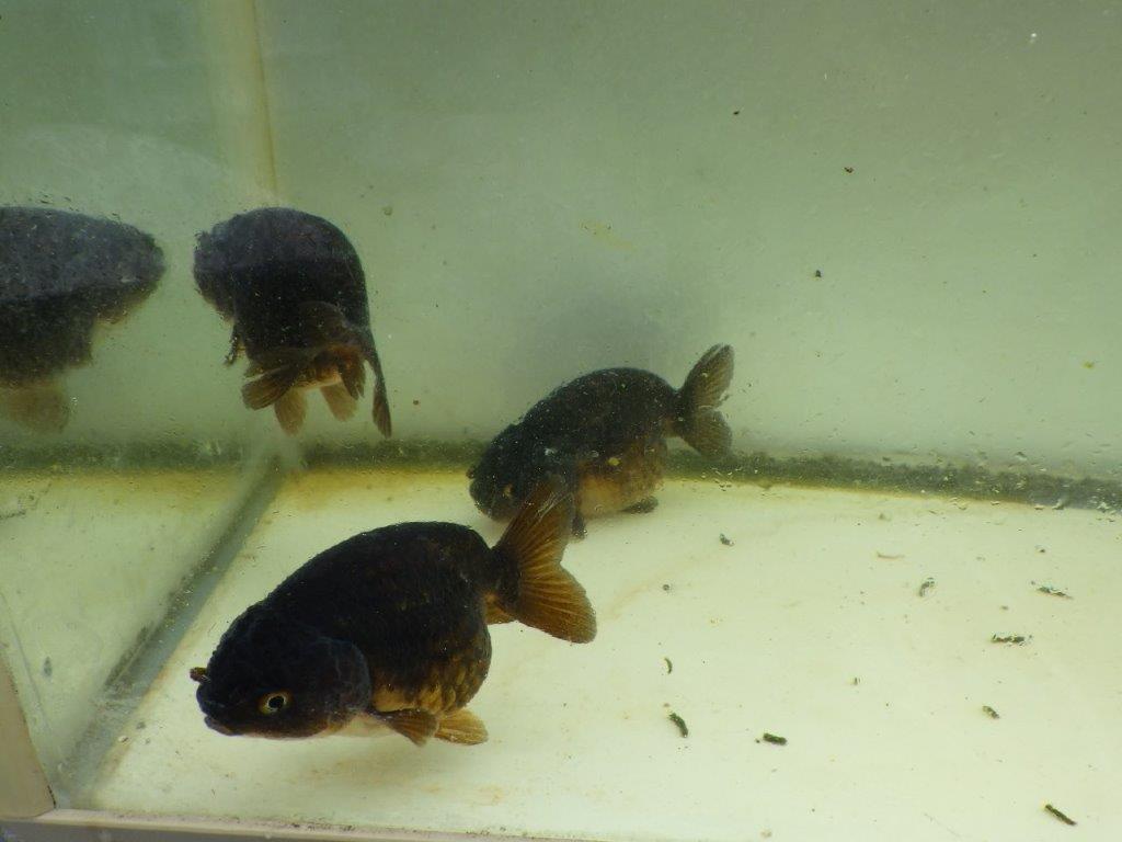 【 中国輸入金魚 担当者様厳選】こちらは黒らんちゅう×紅葉系の透明リン 約8㎝ 限定3尾