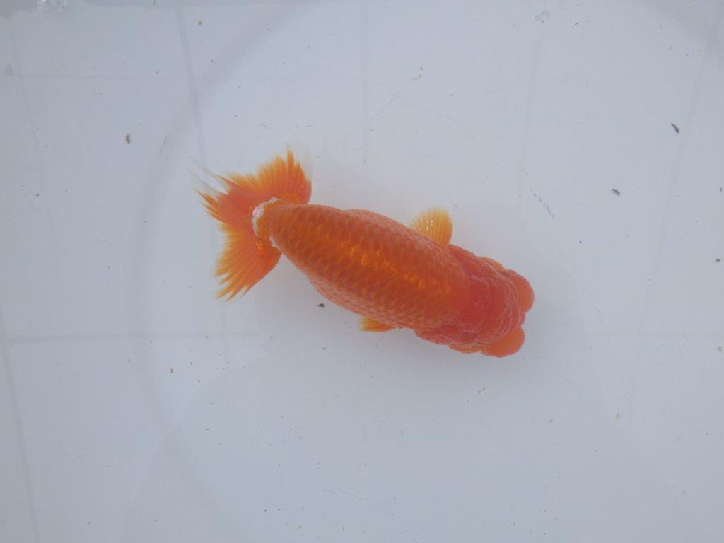 【愛知超ベテランブリーダー 都築氏 作出】お勧め二歳らんちゅう 約1４,5㎝  四ッ尾 二本舵 オス