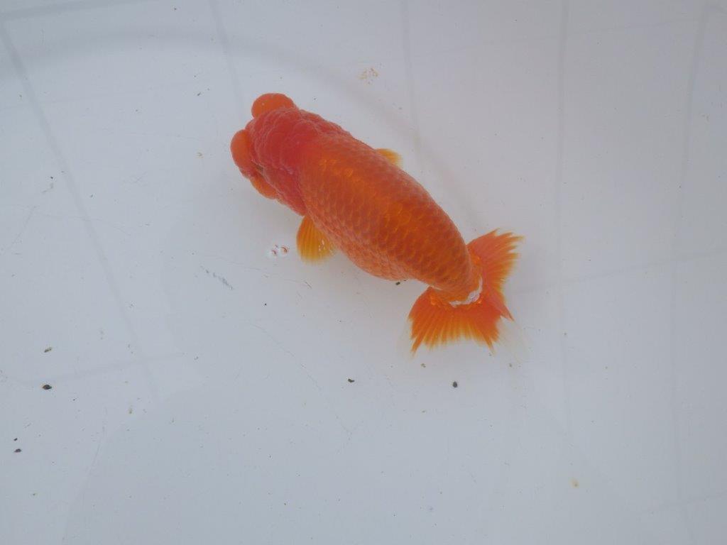 【愛知超ベテランブリーダー 都築氏 作出】お勧め二歳らんちゅう 約1４,5㎝  四ッ尾 二本舵 オス