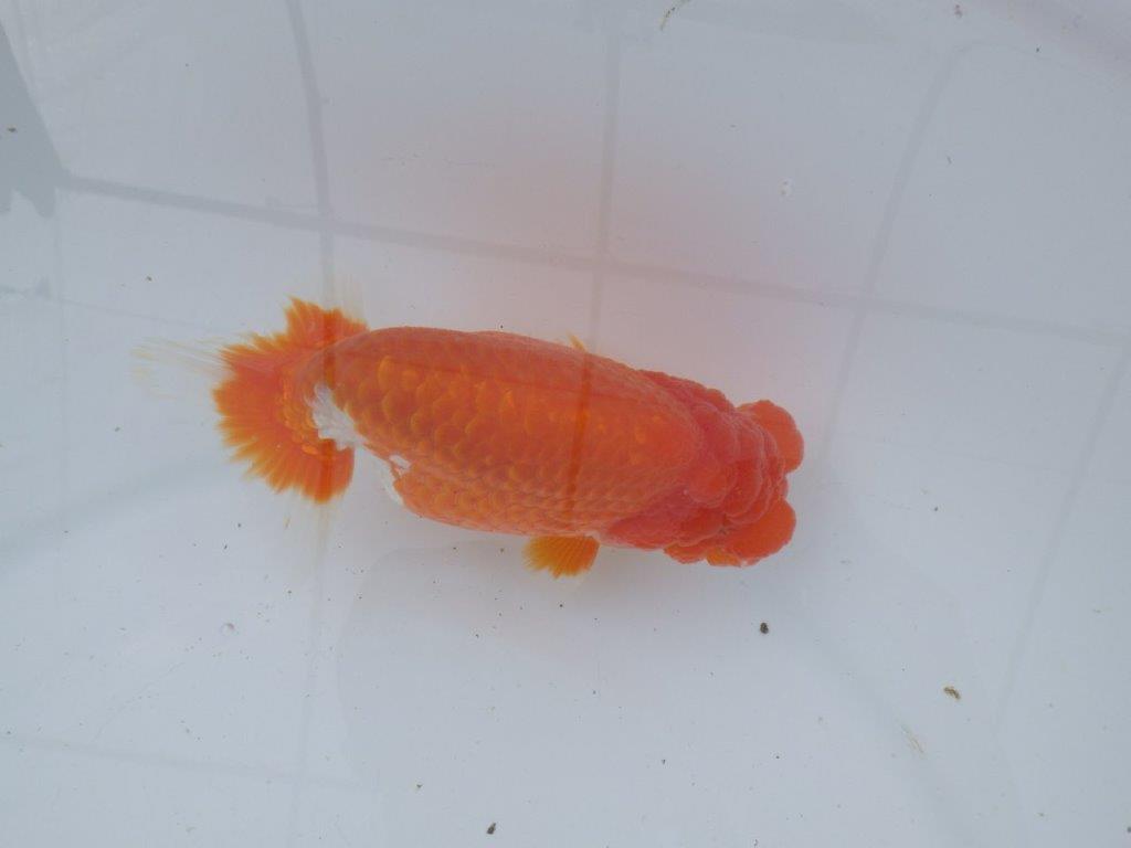 【愛知超ベテランブリーダー 都築氏 作出】二歳仕上げ!明け二歳らんちゅう 約14,5㎝  四ッ尾 二本舵 オス