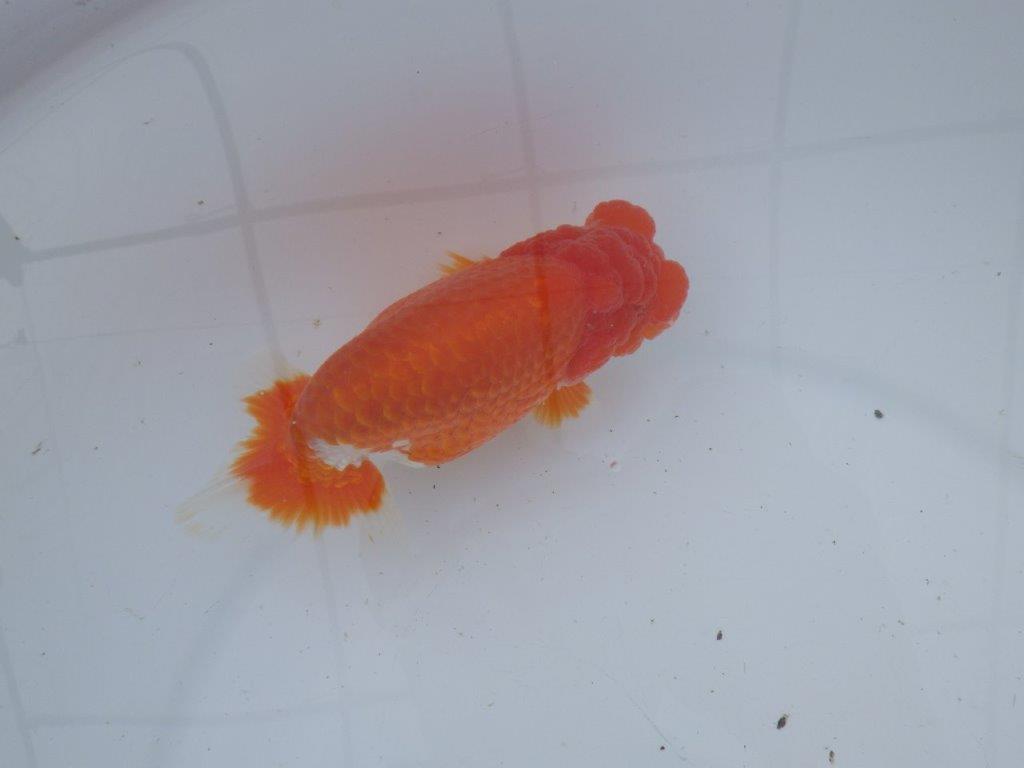 【愛知超ベテランブリーダー 都築氏 作出】二歳仕上げ!明け二歳らんちゅう 約14,5㎝  四ッ尾 二本舵 オス