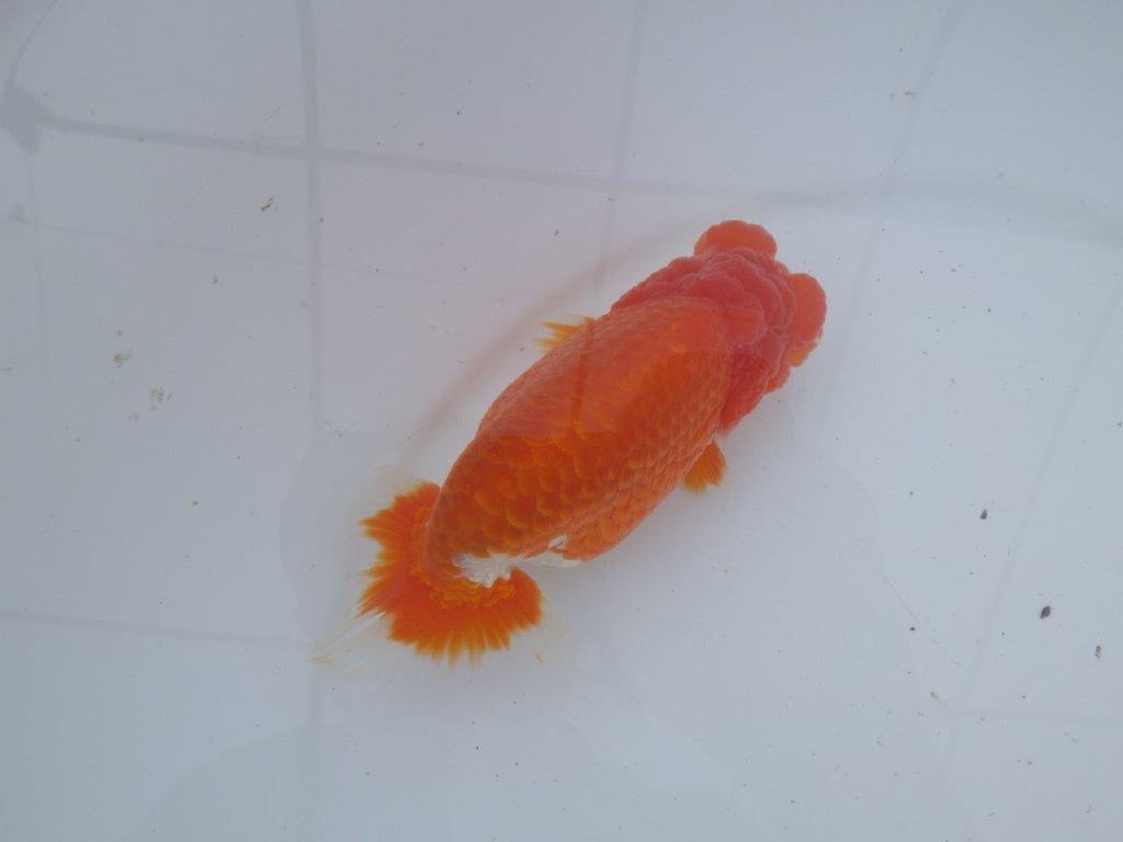 【愛知超ベテランブリーダー 都築氏 作出】二歳仕上げ!明け二歳らんちゅう 約14,5㎝  四ッ尾 二本舵 オス