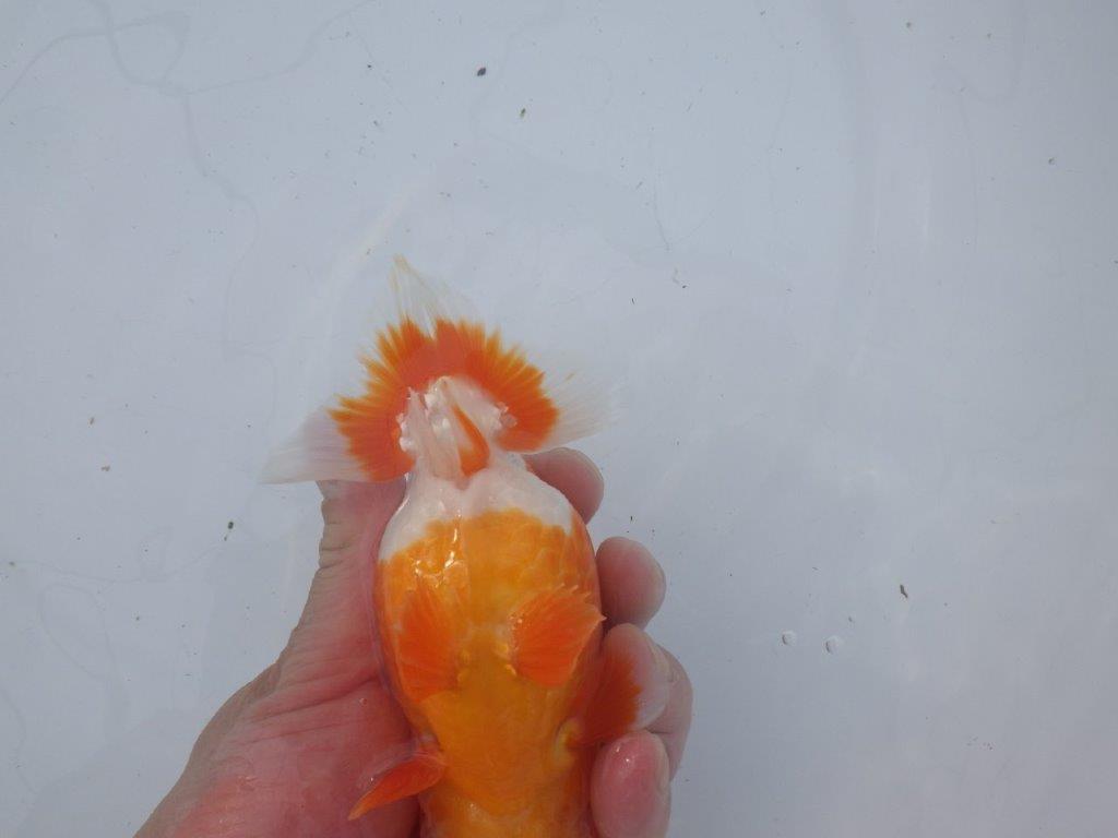 【愛知超ベテランブリーダー 都築氏 作出】二歳仕上げ!明け二歳らんちゅう 約14,5㎝  四ッ尾 二本舵 オス