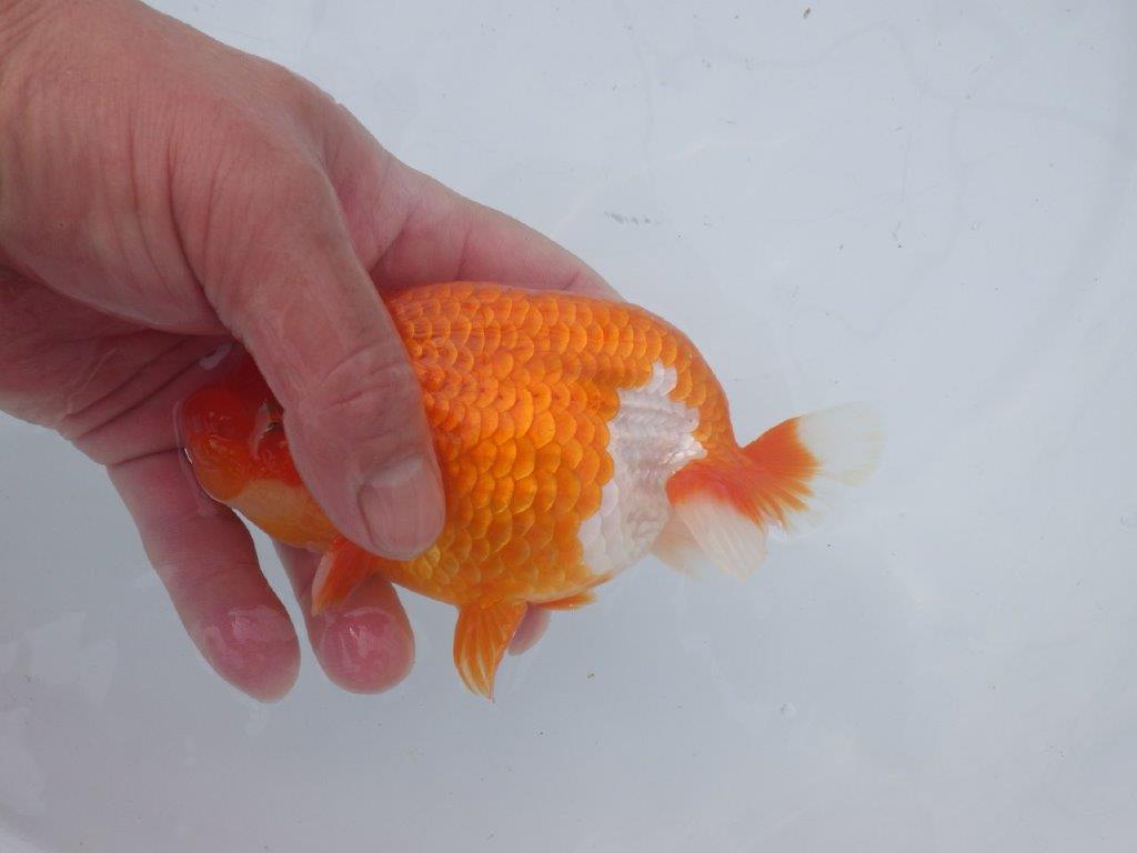 【愛知超ベテランブリーダー 都築氏 作出】二歳仕上げ!明け二歳らんちゅう 約14,5㎝  四ッ尾 二本舵 オス