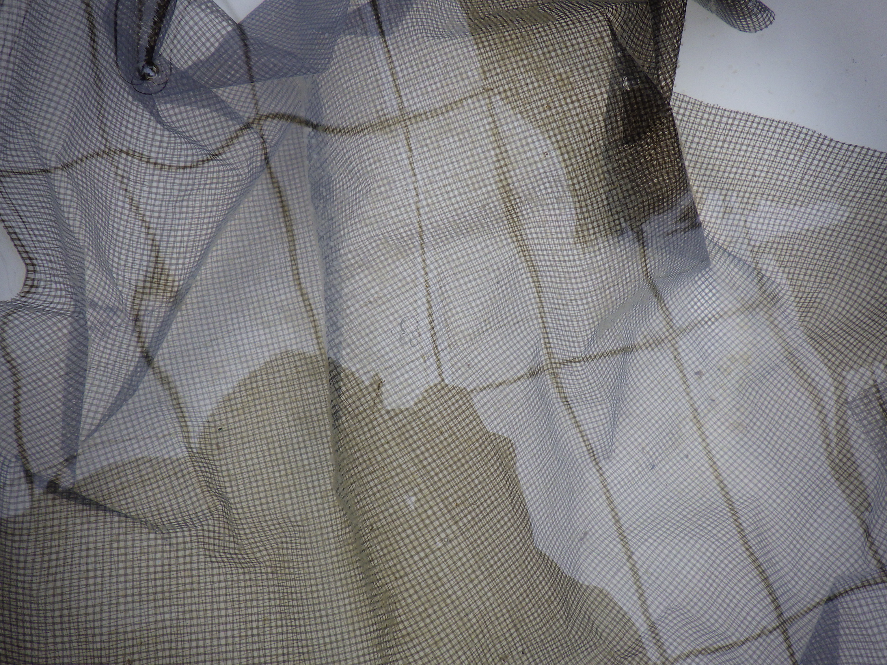 【２０２６　受精卵の予約　あと１名】