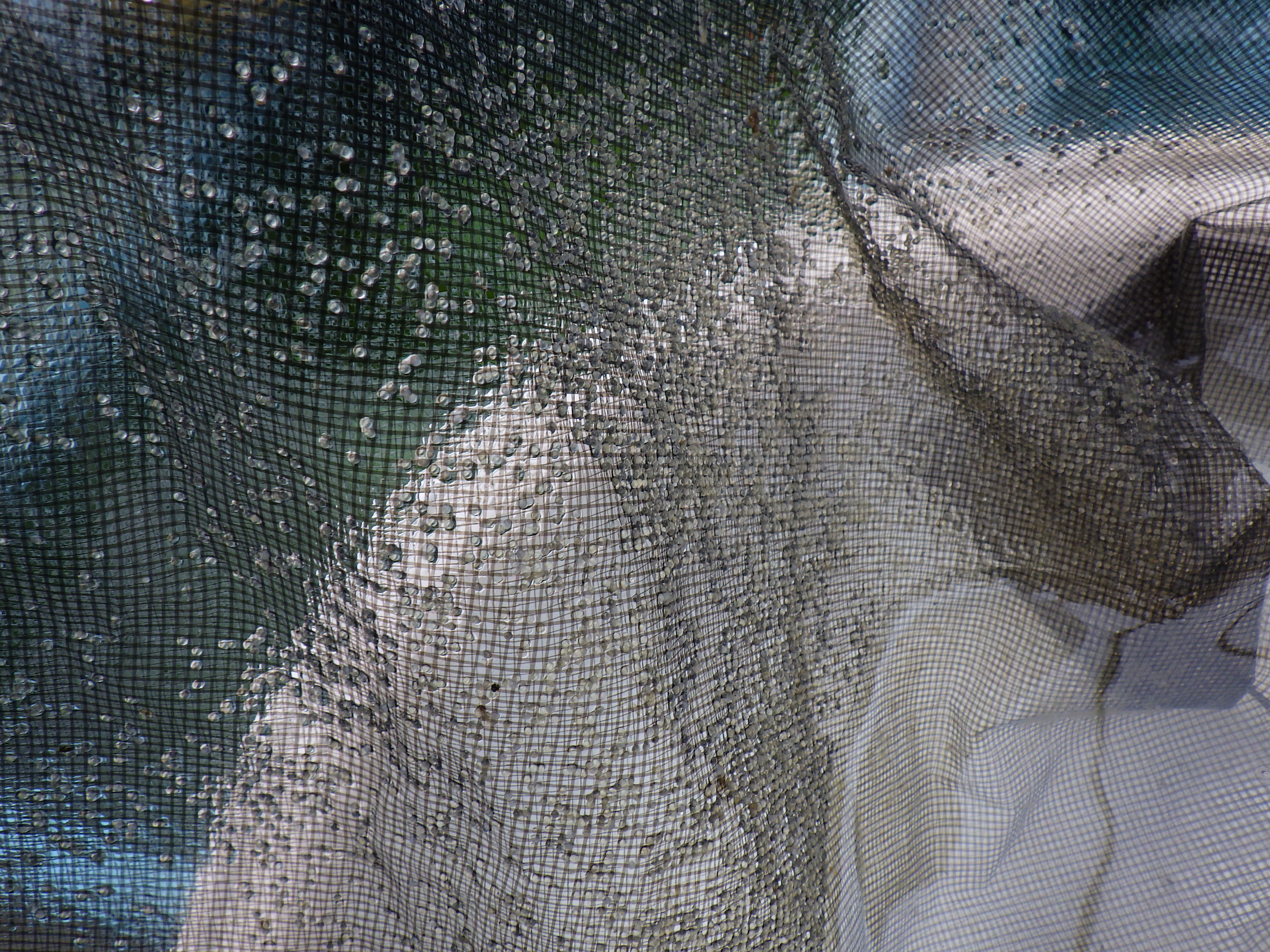 【２０２６　受精卵の予約　完売】