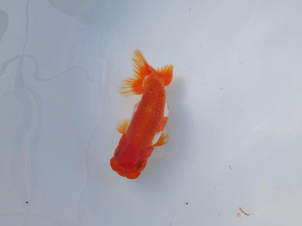 【愛知 清田良也氏】雰囲気が良くなった綺麗な更紗赤二歳らんちゅう 約13㎝ オス