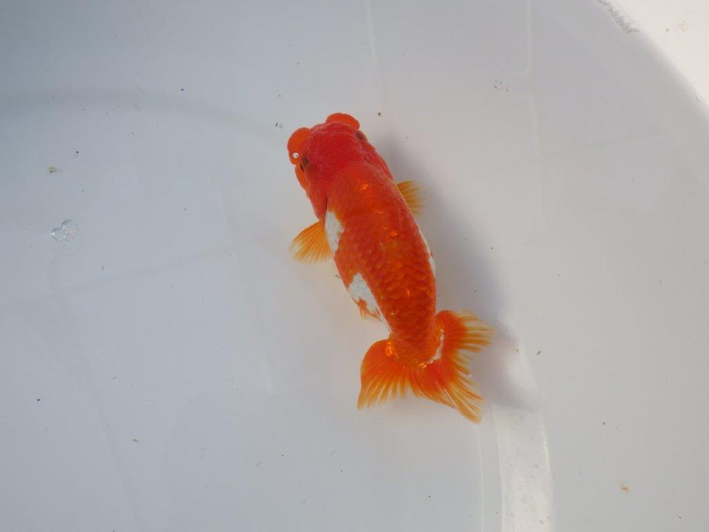 【愛知 清田良也氏】雰囲気が良くなった綺麗な更紗赤二歳らんちゅう 約13㎝ オス