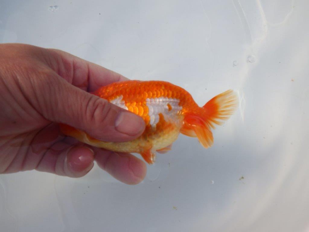 【愛知 清田良也氏】雰囲気が良くなった綺麗な更紗赤二歳らんちゅう 約13㎝ オス