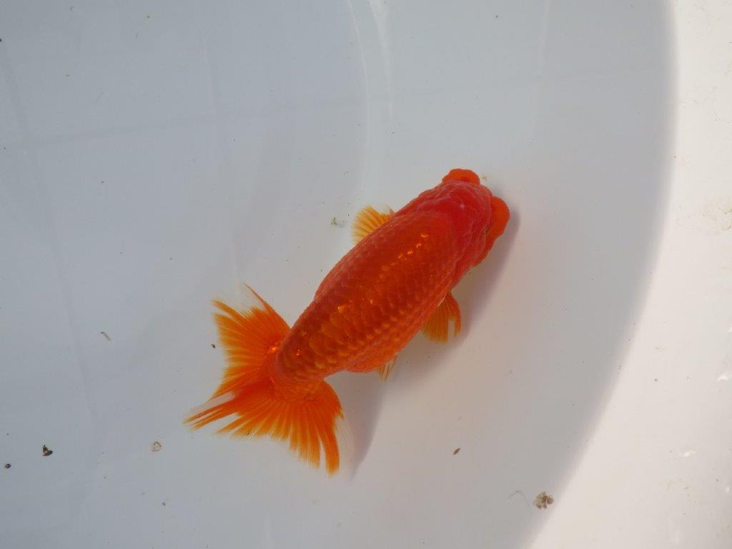 【愛知 清田良也氏】尾・頭・全体の雰囲気がとても良い明け二歳らんちゅう 約1３㎝ オス